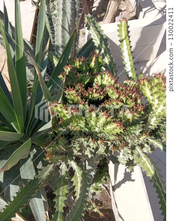 Mixed Succulent Patch with Spiky Agave and Wavy Cacti in a Sunlit Garden Mixed Succulent Patch with Spiky Agave and Wavy Cacti in a Sunlit Garden 130022411