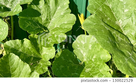 Pumpkin plant with large green leaves and a yellow flower growing Pumpkin plant with large green leaves and a yellow flower growing 130022529