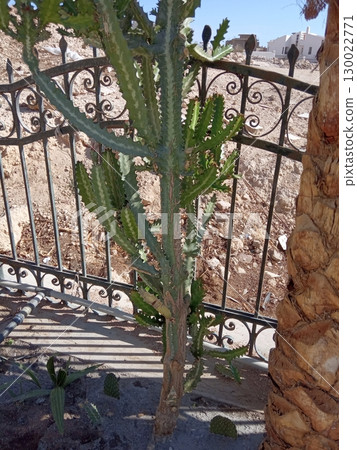 Wavy Cactus Growing Near a Palm Tree by a Decorative Metal Fence in a Dry Area 130022771