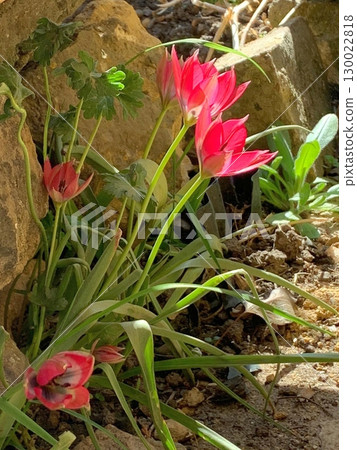 Vibrant Red Tulips Growing in a Garden with Rocks and Greenery in Sunlight 130022818
