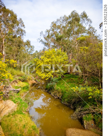 Golden Wattle in Melbourne Australia Golden Wattle in Melbourne Australia 130022826