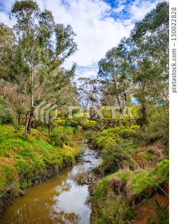 Golden Wattle in Melbourne Australia 130022828