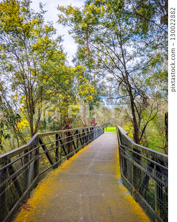 Golden Wattle in Melbourne Australia Golden Wattle in Melbourne Australia 130022882
