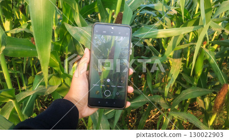 Asian farmer using smartphone in corn field. Agriculture and plant care concept Asian farmer using smartphone in corn field. Agriculture and plant care concept 130022903