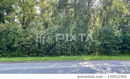 Roadside Trees Lush Green Foliage and Asphalt 130022992