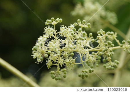 Flowers of Taranoki 130023016