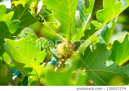Kakiwa's acorn 130023174