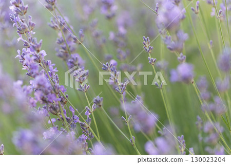 Lavender Flowers Used in Herbal and Aromatherapy Treatments Lavender Flowers Used in Herbal and Aromatherapy Treatments 130023204