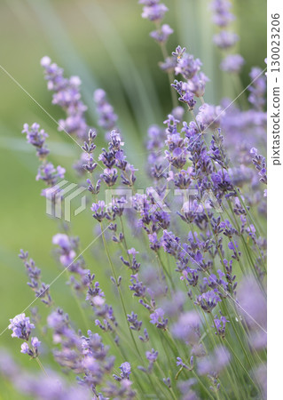 Lavender Flowers Used for Flavoring in Coffee and Specialty Drinks 130023206