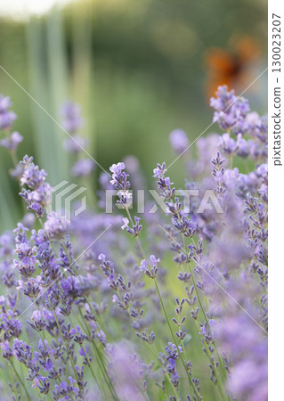 Lavender Uses in Home Textiles and Natural Air Fresheners Lavender Uses in Home Textiles and Natural Air Fresheners 130023207