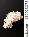 White orchid flowers on a black background 130023378