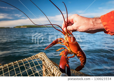 Hand holding a lobster over a lobster trap on a boat 130023554