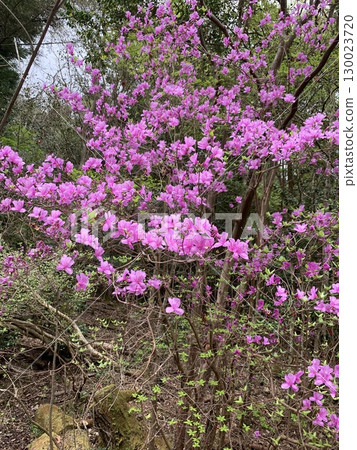 山中發現的粉紅色花朵 130023720