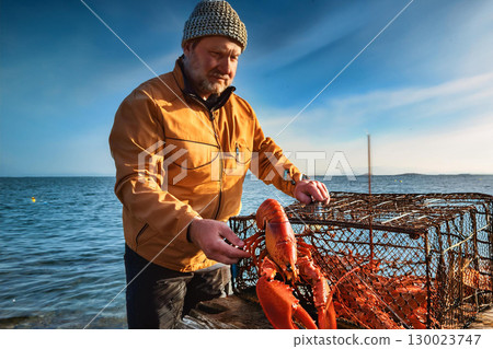 Lobsterman Lifting a Freshly Caught Lobster From a Trap by the Ocean at Sunset 130023747