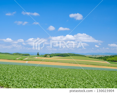 Biei, Hokkaido_Hill scenery 130023904