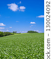 Biei, Hokkaido_Soybean field scenery 130024092