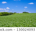Biei, Hokkaido_Soybean field scenery 130024093