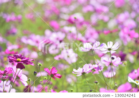 I saw a cosmos field someday I saw a cosmos field someday 130024241