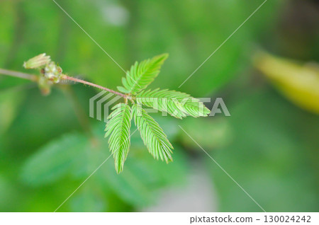 Sensitive plant , Shameplant or Sleeping grass or Mimosa hispidula Kunth or Mimosa pudica L or weed Sensitive plant , Shameplant or Sleeping grass or Mimosa hispidula Kunth or Mimosa pudica L or weed 130024242