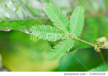 Sensitive plant , Shameplant or Sleeping grass or Mimosa hispidula Kunth or Mimosa pudica L or weed 130024244
