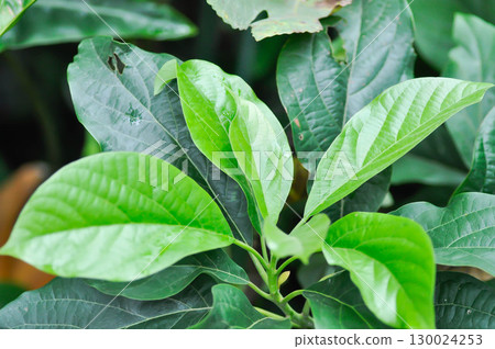 Persea americana Mill or Avocado, Lauraceae or Persea gratissima Persea americana Mill or Avocado, Lauraceae or Persea gratissima 130024253