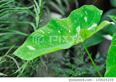 Colocasia milky way or Colocasia variegated or bicolor plant Colocasia milky way or Colocasia variegated or bicolor plant 130024259