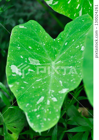 Colocasia milky way or Colocasia variegated or bicolor plant Colocasia milky way or Colocasia variegated or bicolor plant 130024261