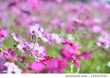 I saw a cosmos field someday 130024263