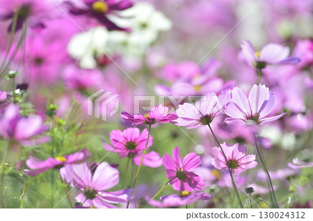 有一天我看到了一個宇宙場 130024312