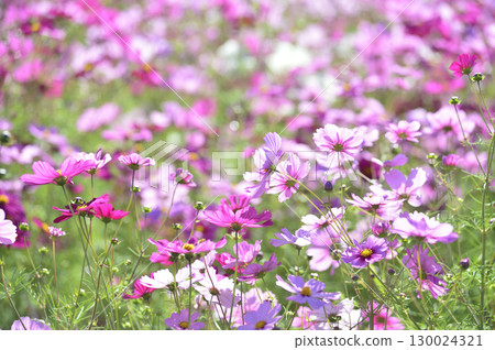 I saw a cosmos field someday I saw a cosmos field someday 130024321