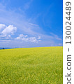 Biei, Hokkaido - Scenery of mustard fields 130024489