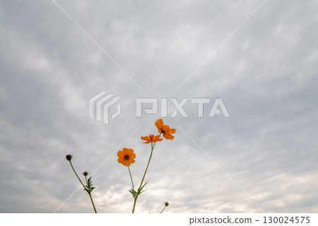 多雲天空下盛開的橙色波斯菊 多雲天空下盛開的橙色波斯菊 130024575