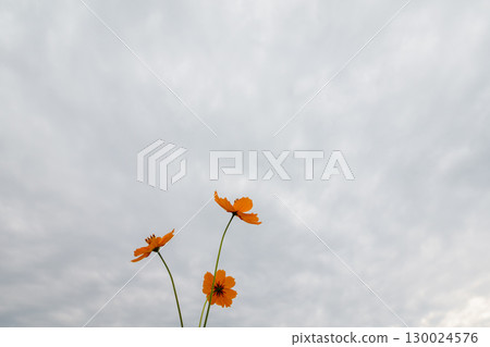 多雲天空下盛開的橙色波斯菊 多雲天空下盛開的橙色波斯菊 130024576