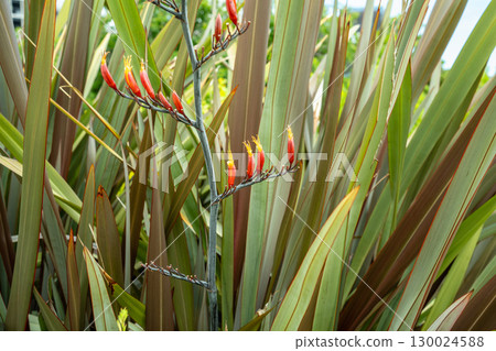New Zealand flax flowers: A garden plant characterized by its red, thorny flower spikes. 130024588