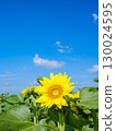 Image of a sunflower field 130024595