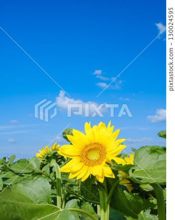 Image of a sunflower field 130024595