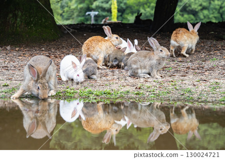 Okunoshima Rabbits, Takehara City, Hiroshima Prefecture Okunoshima Rabbits, Takehara City, Hiroshima Prefecture 130024721