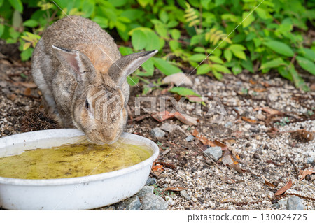 Rabbits of Okunoshima Island, Rabbit Island in Takehara City, Hiroshima Prefecture Rabbits of Okunoshima Island, Rabbit Island in Takehara City, Hiroshima Prefecture 130024725