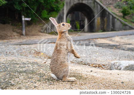 Okunoshima Rabbits, Takehara City, Hiroshima Prefecture Okunoshima Rabbits, Takehara City, Hiroshima Prefecture 130024726
