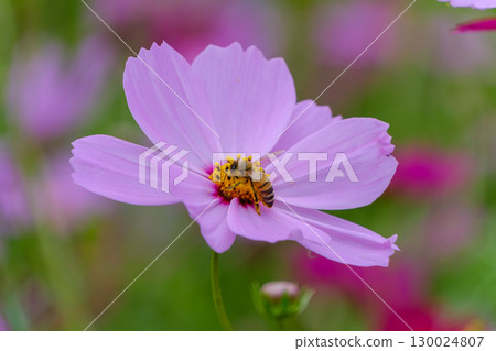 A bee resting on a cosmos flower 130024807