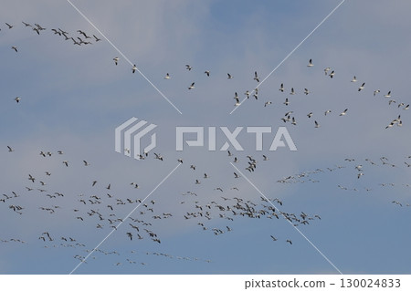 一群雪雁在藍天中飛翔 一群雪雁在藍天中飛翔 130024833