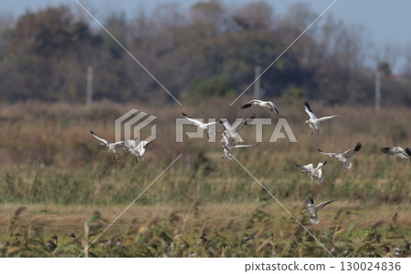 A flock of snow geese descending on a field 130024836