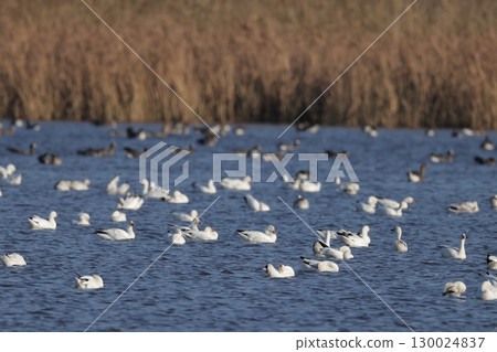 A flock of snow geese resting on the river surface A flock of snow geese resting on the river surface 130024837