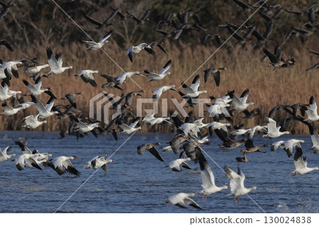 A flock of snow geese taking off from the river A flock of snow geese taking off from the river 130024838