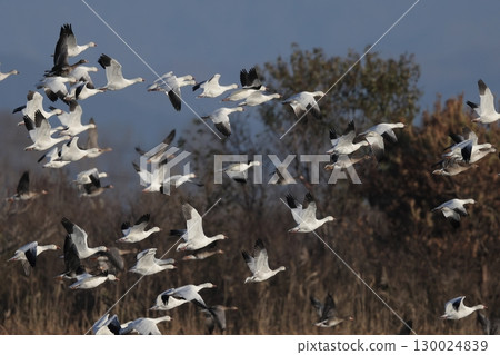 A flock of snow geese taking off from the river 130024839