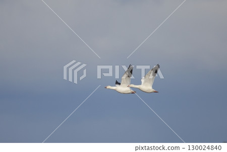 Two Snow Geese Flying Side by Side 130024840