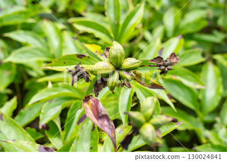 Peony seeds Peony seeds 130024841