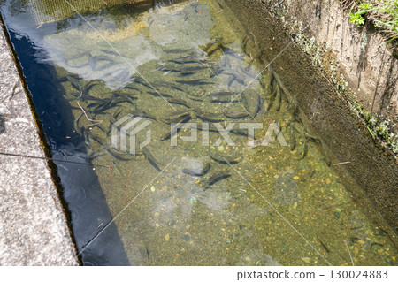 香魚養殖池；香魚在河邊魚缸中游動。 130024883