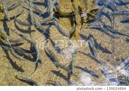 香魚養殖池;香魚在河邊魚缸中游動。 香魚養殖池;香魚在河邊魚缸中游動。 130024884