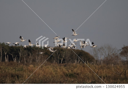 Snow Geese Flying in a Flock Snow Geese Flying in a Flock 130024955